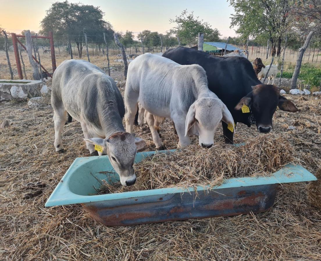 Tamboti Farm Accommodation Tsumeb Eksteriør billede