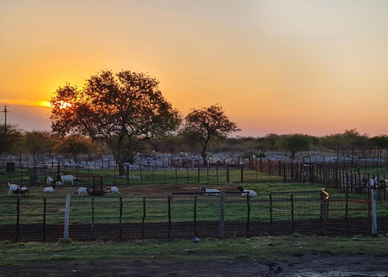 Tamboti Farm Accommodation Tsumeb Eksteriør billede